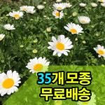 [무료배송] 마가렛 꽃모종 35개 : 써니네꽃