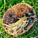 고사리 머위 말린 밤 건조 쑥 토란대 고구마줄기 죽순 엄나무순 두릅 취나물 : 서기네농장