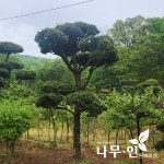 [나무인] 오엽송 섬잣나무 키2m 독립수 차량배송 : 나무인 영농조합법인