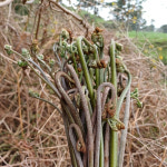 제주 고사리 햇 자연산 말린 건고사리 : 판포농장