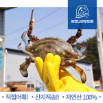서해안 제철 활 암꽃게 알배기 1kg 2kg 3kg 숫 꽃게 국산 태안 생물 급냉 냉동 싱싱한 : - 자연나라푸드림 -