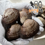 벌교 피꼬막 피조개 꼬막 1kg 산지직송 : 농수산물유통