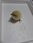 냉동병아리 50마리 : 무안곤충농장