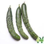 취청오이 (청오이) 10Kg (보통) : 사라상회