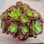 [수암다육] 마리안느 단품 Aeonium 다육 아프리카식물 다육식물 수입다육 플랜테리어 331 : 수암다육농장