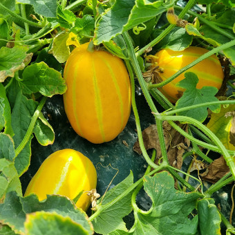 성주 꿀 참외 프리미엄 당일새벽수확 고당도 맛보장 가정용 1kg 2kg 3kg 5kg : 농부의 발소리