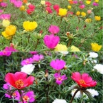 인기 씨앗 겹채송화 혼합 100립 : Greengarden