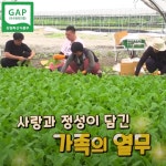 포천 청년농장 싱싱한 고수 나물, 샹차이, 생고수 고수풀, 향신료 채소 500g 1kg : 파머스몰