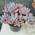[수암다육] 백로 랜덤발송 Echeveria 다육 다육이 다육식물 반려식물 국민다육 638 : 수암다육농장