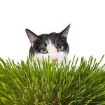 고품질 고양이 캣그라스 헤어볼 도우미 고양이풀 수경재배 : 펫용품