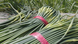 경남 남해 해풍 맞은 마늘종 마늘쫑 500g 1kg 산지직송 : 친환경 농산물 다온팜