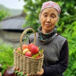 영천 경산 복숭아 신선 신비 천도복숭아 뺀질이 1kg 2kg : 신선한현주농장