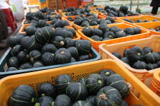 [특허출원] 가바+유황 품은 전남 장성 보우짱 미니 밤호박 1박스 3kg (산지직송) ★7~8월 비수기할인 48,000원 → 38,500원★ : 원오프농장