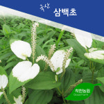 국산 삼백초 건재 삼백초차 말린 삼백초 : 착한농원 건강이야기