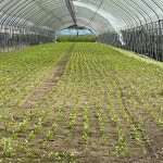 포천 청년농장 싱싱한 고수 나물, 샹차이, 생고수 고수풀, 향신료 채소 500g 1kg : 파머스몰