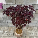 초코리프 A 140cm i Euphorbia Cotynifolia i : 식물공감 광합성