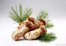 2025년 국내산 자연송이 특1등  500g산림조합중앙회 입찰가격참조 : 한국송이산삼