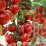 퇴촌토마토 벌수정 무농약 완숙토마토 찰토마토 2kg : 유기농동안