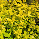 황금조팝나무 9치화분 대형 황금색 조팝나무 : 대영나무마켓