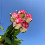 주밀리아장미  농장직송 졸업 생일 축하 장미꽃 꽃선물 장미 스승의날 어버이날 기념일 : 송현장미