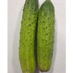 못난이 공품 백오이 백다다기오이 25개(5kg전후), 50개(10kg전후) : 진천팜