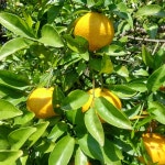 제주 유기농 하귤 아마나스 : 유기촌