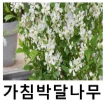 가침박달나무 묘목 블러싱펄 9cm포트묘 2개묶음 : 언니농원