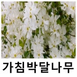가침박달나무 묘목 큰꽃 네덜란드산 로투스문 1.5리터포트묘 : 언니농원