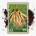 슈퍼 도라지씨앗 2000립 국내채종 도라지 씨 : 씨앗팜