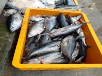 참다랑어 참치회 생참치 다랑어 급냉참치 한마리 동해 : 고기바다냉장고