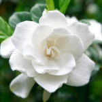 가드니아 라탄 프래그런스오일 500ml - 국내산 (Gardenia F.O) : 바이핸드몰