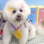 [금메달쿠키] 강아지고구마쿠키 강아지유치원답례품 반려인모임선물 : 피피브레드