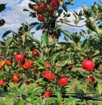 영주 별사과 농장직송 미니사과 경북사과 가정용 선물용 못난이 흠과 : 더시즌 The Season