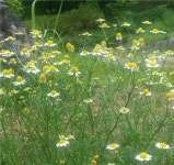 저먼 카모마일 모종 : 어성전 꽃밭