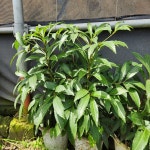 흰백량금 만량금 공기정화식물 제주야생화 부자되는 식물 : 약초원귤한라봉