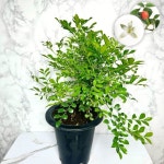 자스민 오렌지자스민 [선별발송] 나무 대형 오렌지쟈스민 향기나는꽃 : 나만의화원