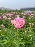 [작약밭]생화 작약 7송이 농장직송 국내산 작약 택배발송 : peonybatt