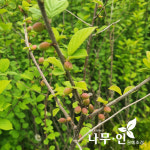 [나무인] 왕앵두나무 포트재배목 : 나무인 영농조합법인