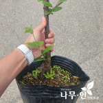 [나무인] 왕앵두나무 포트재배목 : 나무인 영농조합법인