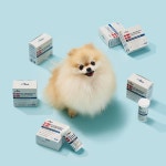 웰찹 덴마크 강아지 고양이 펫 유산균 100억 보장 500mg 30캡슐 : 웰찹