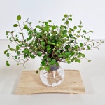 수경 재배 식물 세트 트리안 화병 화분 어항 화초 덩굴 수중 수생 뿌리 키우기 쉬운 : 모종파는곳