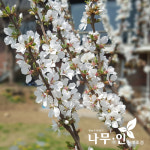 [나무인] 왕앵두나무 포트재배목 : 나무인 영농조합법인