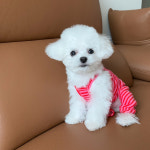 강아지옷 후르츠 펀칭면 올인원 민소매 바지 봄 여름 애견의류 S : 앙클로젯