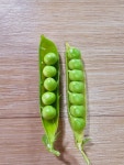 24년 국내산 햇 완두콩 1kg 이유식 깐완두콩 : 남해소띠농부
