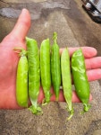 24년 국내산 햇 완두콩 1kg 이유식 깐완두콩 : 남해소띠농부