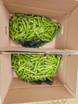 24년 국내산 햇 완두콩 1kg 이유식 깐완두콩 : 남해소띠농부