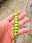 24년 국내산 햇 완두콩 1kg 이유식 깐완두콩 : 남해소띠농부
