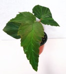 베고니아 라나  동일식물배송 : 소요카제