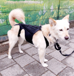 동물용의료기기 강아지 허리 보호대 척추 관절 보조기 디스크 : 이갈이 소음 방지 귀마개