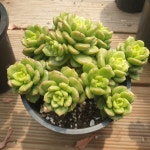 [수암다육] 사과꽃 랜덤발송 Echeveria Apple Blossom 다육 다육이 다육식물 반려식물 국민다육 아프리카식물 446 : 수암다육농장